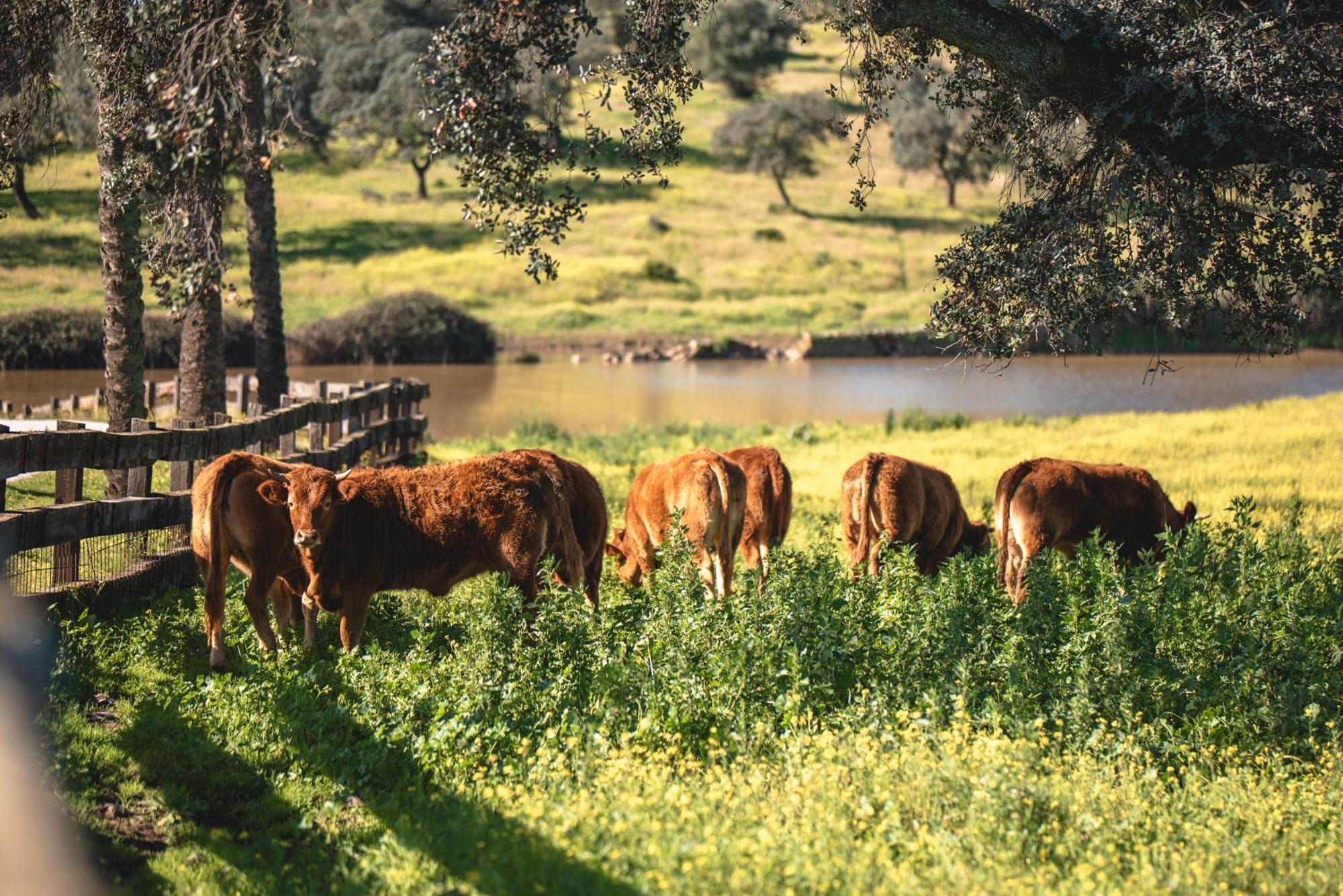 Alojamiento Rural Finca Barral El Garrobo Esterno foto