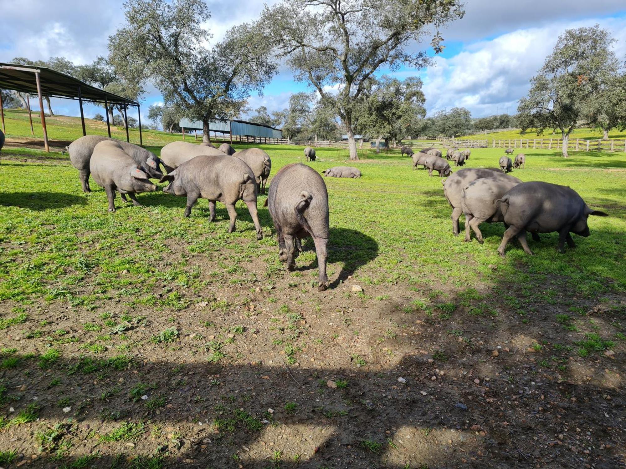 Alojamiento Rural Finca Barral El Garrobo Esterno foto